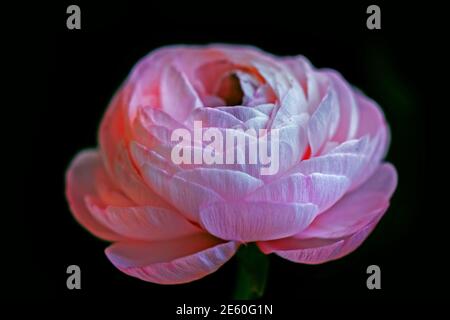 Affascinante mistico rosa chiaro fiorente ranunculus su fondo nero profondo Foto Stock