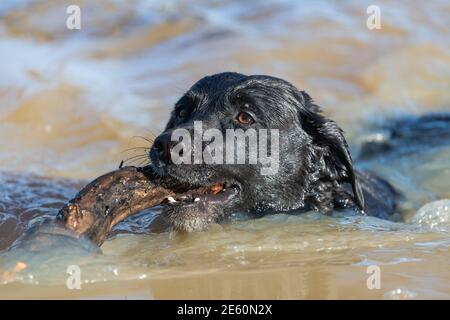 Colpo di testa di un Labrador nero da cui si preleva un bastone l'acqua Foto Stock