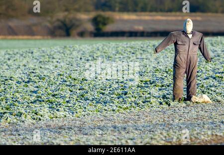 Scarecrow in raccolti invernali con gelo a terra. Lo scarecrow ha una palla di rugby per una testa e indossa una semplice tuta grigia. Orizzontale. Foto Stock