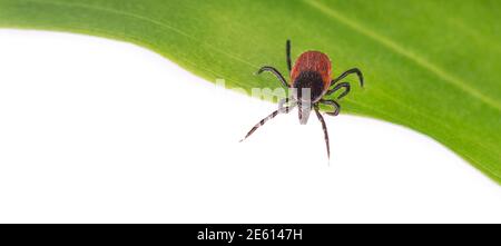 Cervi tick parassita in attesa su foglia verde su sfondo bianco panoramico. Ixodes ricinus. Attenzione! Pericolo in natura. Trasmissione di malattie trasmesse da zecche. Foto Stock