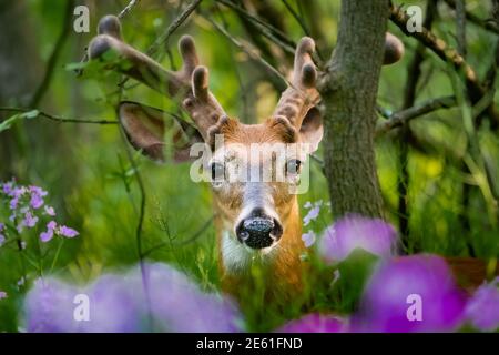 Un ritratto di entrambi gli occhi di un buck dalla coda bianca (Odocoileus virginianus) che oscilla attraverso i fiori selvatici viola. Interessante crescita antler. Foto Stock