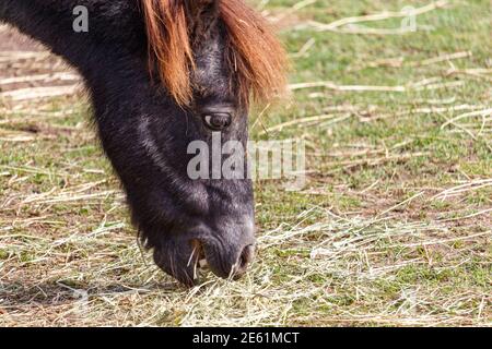 La testa di un pony shetland è vista da vicino mentre prende un morso di erba secca, o fieno, dal terreno in un pascolo agricolo. Foto Stock