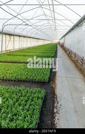 Concetto di industria di orticoltura con milioni di piantine in pentole. Serra per piante e fiori in crescita Foto Stock