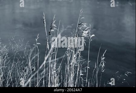 Reed lungo il fiume Deben, alte erbe che crescono lungo il fiume di marea, primo piano fotografia di canna con cielo blu, Phragmites australis, inverno, sole Foto Stock