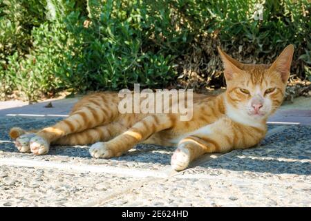 Il gatto a strisce di zenzero senza dimora si trova in strada all'ombra, guardando la macchina fotografica Foto Stock
