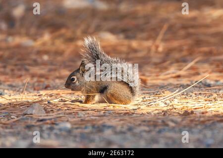 Douglas 'Squirrel Tamiasciurus douglasii foraggio, Sierra Nevada orientale Montagne, California, Stati Uniti. Foto Stock