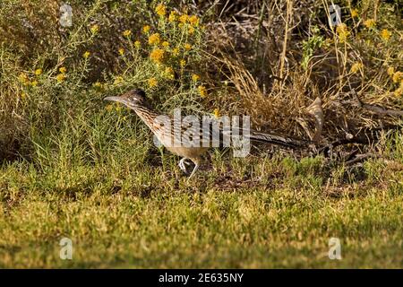 Uccello corridore della strada, piede sollevato in movimento, che corre lungo il bordo di campo falciato in Arizona Foto Stock