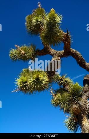 Un albero di Joshua (Yucca brevifolia) al Parco Nazionale di Joshua Tree nella California Meridionale. Foto Stock