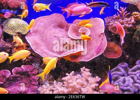 Turbinaria mesenterina Coral, Coral World Underwater Observatory and Aquarium, Eilat, South District, Israele Foto Stock