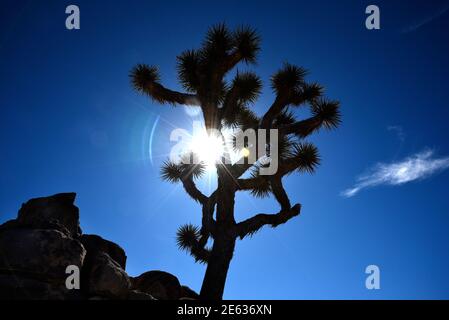 Gli iconici alberi di Joshua sono isolati dal luminoso sole del pomeriggio nel Joshua Tree National Park in California. Foto Stock