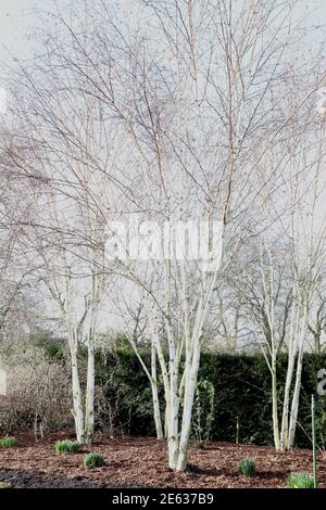 Betula utilis var. Jacquemontii multistem betulla Himalaya – alberi multistemati con corteccia bianca, gennaio, Inghilterra, Regno Unito Foto Stock