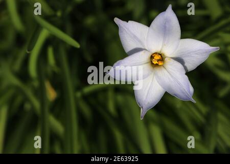 Ipheion uniflorum Springstar – fiore bianco a forma di stella tinta blu pallido, gennaio, Inghilterra, Regno Unito Foto Stock