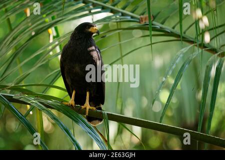 Falco nero comune - Buteogallus anthracinus un grande uccello scuro di preda nella famiglia Accipiridae, ex falco nero cubano (Buteogallus gundlachii) AS Foto Stock