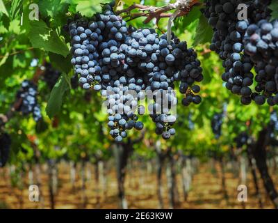 Grappoli di uve rosse pendono dalla vite. Primo piano. Foto Stock