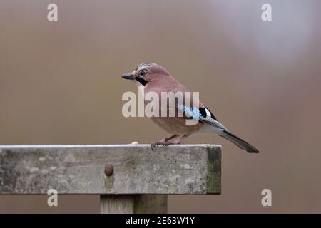 La jay eurasiatica è una specie di uccelli che si trova in una vasta regione, dall'Europa occidentale e dall'Africa nordoccidentale al subcontinente indiano. Foto Stock