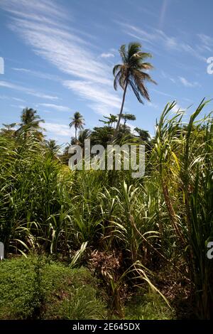 campo di canna da zucchero tenuta occidentale e distilleria di rum sud grenada est isole del ventoso indie occidentali Foto Stock