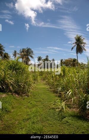 campo di canna da zucchero tenuta occidentale e distilleria di rum sud grenada est isole del ventoso indie occidentali Foto Stock