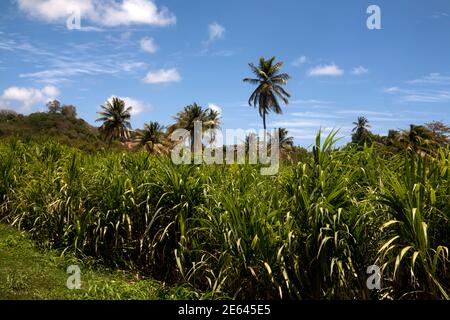 campo di canna da zucchero tenuta occidentale e distilleria di rum sud grenada est isole del ventoso indie occidentali Foto Stock