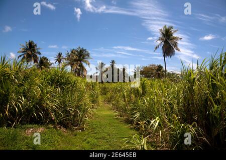 campo di canna da zucchero tenuta occidentale e distilleria di rum sud grenada est isole del ventoso indie occidentali Foto Stock