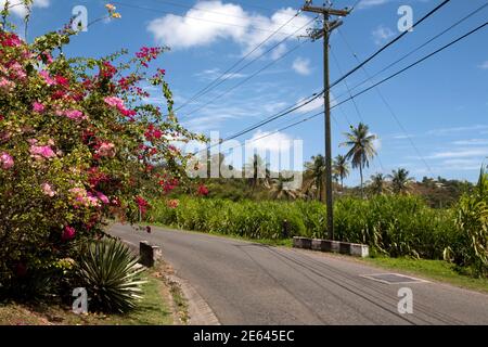 campo di canna da zucchero tenuta occidentale e distilleria di rum sud grenada est isole del ventoso indie occidentali Foto Stock