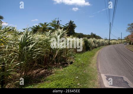 campo di canna da zucchero tenuta occidentale e distilleria di rum sud grenada est isole del ventoso indie occidentali Foto Stock