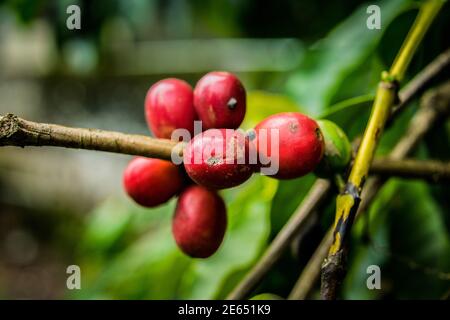 Primo piano di caffè fresco rosso biologico crudo e maturo fagioli di ciliegio su un albero Foto Stock
