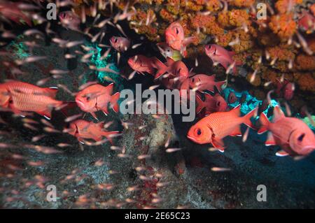 Scuola di Moontail Bullseye o Crescent-coda Bigeye (Priacanthus hamrur) nella grotta con pesce di vetro, Seychelles Foto Stock