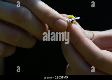 daisy bianco nelle mani di una giovane donna che cazzo foglie Foto Stock