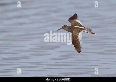 Comune Redshank (Tringa totanus), volo adulto, Lago di Khuvsgul, Mongolia Foto Stock