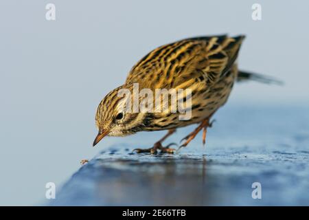 Prato Pipit (Anthus pratensis) insetto da caccia sul pavimento, Meclemburgo-Pomerania occidentale, Germania Foto Stock