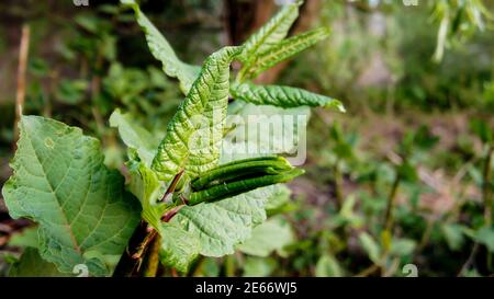 germoglio di giovani foglie verdi appena fiorite del burdock sopra bokeh sfondo di primavera foresta Foto Stock