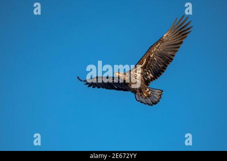 Giovane aquila calva che vola contro il cielo blu Foto Stock