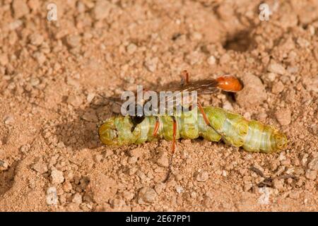 Wasp femmina con cintura filettata, Ammophila femurrubra, Specidae. Con larva paralizzata dell'ospite, Heliotinae. Foto Stock