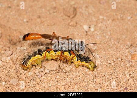 Wasp femmina con cintura filettata, Ammophila femurrubra, Specidae. Con larva ospite paralizzata. Foto Stock