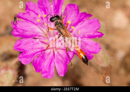 Wasp, Ammophila femurrubra, Specidae con cintura. Nectaring alle quattro finali o'Clock, Allionia incarnata, Nyctaginaceae. Foto Stock