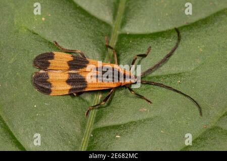 Non identificato Beetle alato netto, Calopteron sp., Lycidae. Lunghezza 17 mm. Non commestibile, modello per mimici. Foto Stock