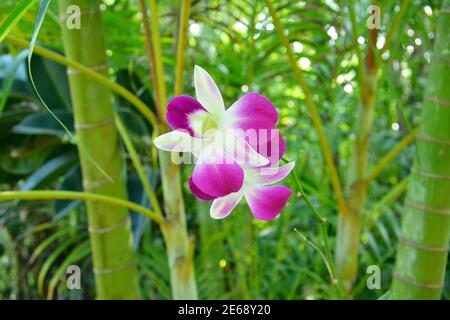 la falenopsis rosa fiorisce con gli stampini bianchi nel cespuglio Foto Stock