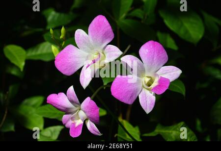 gruppi di falaenopsi rosa fioriscono con stami gialli in sole giorno Foto Stock