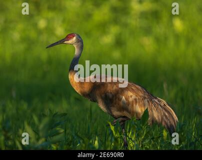 Sandhill gru in Wisconsin settentrionale. Foto Stock