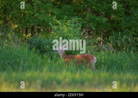 Buck dalla coda bianca che esplora un cespuglio di nauli di Morrow. Foto Stock