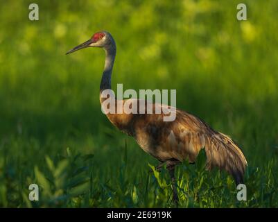 Sandhill gru in Wisconsin settentrionale. Foto Stock