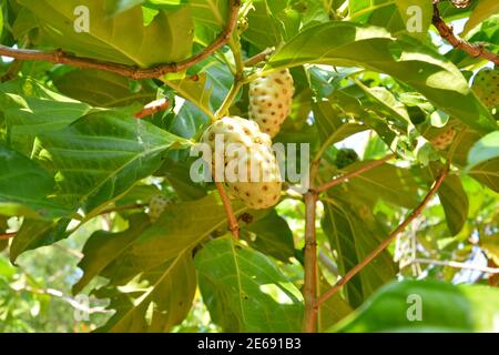 due frutti noni sul ramo sotto le foglie dentro giorno di sole Foto Stock