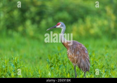 Sandhill gru in Wisconsin settentrionale. Foto Stock