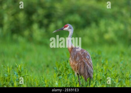 Sandhill gru in Wisconsin settentrionale. Foto Stock