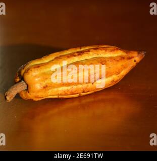 una sola frutta di cacao sul tavolo marrone in sole pomeriggio Foto Stock