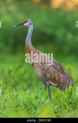 Sandhill gru in Wisconsin settentrionale. Foto Stock