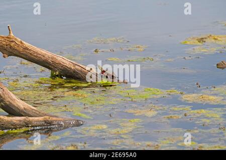 Painted Turtle Sunning on a Log in Midewin National Tallgrass Prairie a Wilmington, Illinois Foto Stock