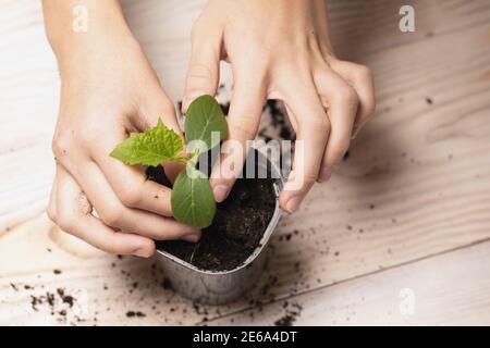 donna piante giovane pianta di semina in vaso con terreno su tavola di legno. concetto di giardinaggio, agricoltura. Messa a fuoco selettiva, vista dall'alto Foto Stock