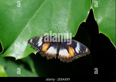 Una comune farfalla di Eggfly (Hypolimnas Bolina) poggia su una foglia - si spera uova di posa. Si tratta di una femmina, che sono abbastanza variabili nel colore. Foto Stock