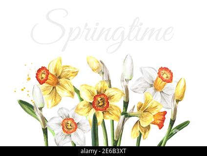 Cornice di primavera Narcissus fiori. Illustrazione di acquerello disegnata a mano, isolata su sfondo bianco Foto Stock